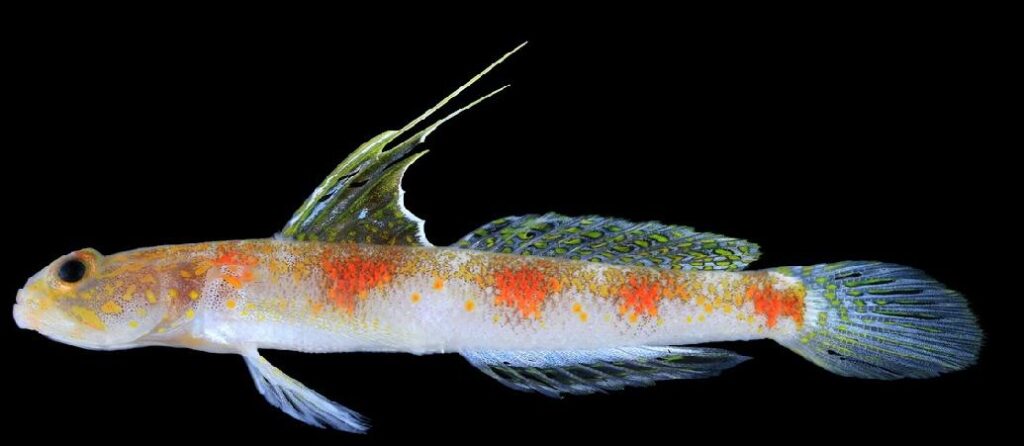 Slender fish with orange splotches on pale body and ornate blue green fins against a black background